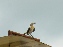 Mimus gilvus melanopterus