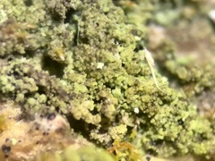Rinodina papillata