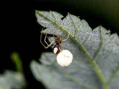Neottiura bimaculata