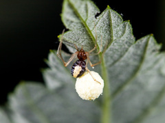 Neottiura bimaculata