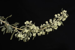 Atriplex canescens