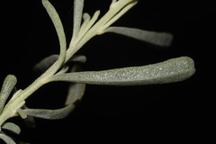 Atriplex canescens