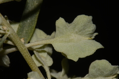 Atriplex canescens