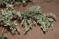 Atriplex canescens