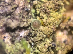 Rinodina papillata