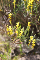 Synaphea interioris