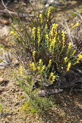 Synaphea interioris