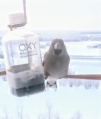 Coccothraustes coccothraustes