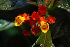 Chrysothemis pulchella
