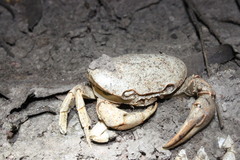 Austrothelphusa transversa