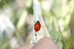 Cycloneda emarginata