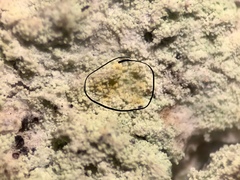Lecanora layana