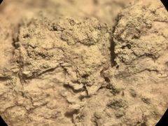 Lecanora layana