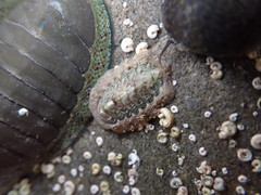Onithochiton neglectus