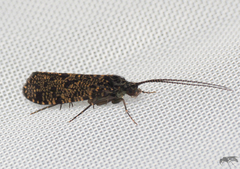 Micropterigoidea