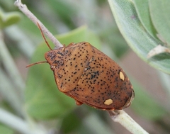 Solenosthedium bilunatum