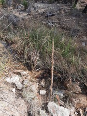 Cladium mariscus jamaicense