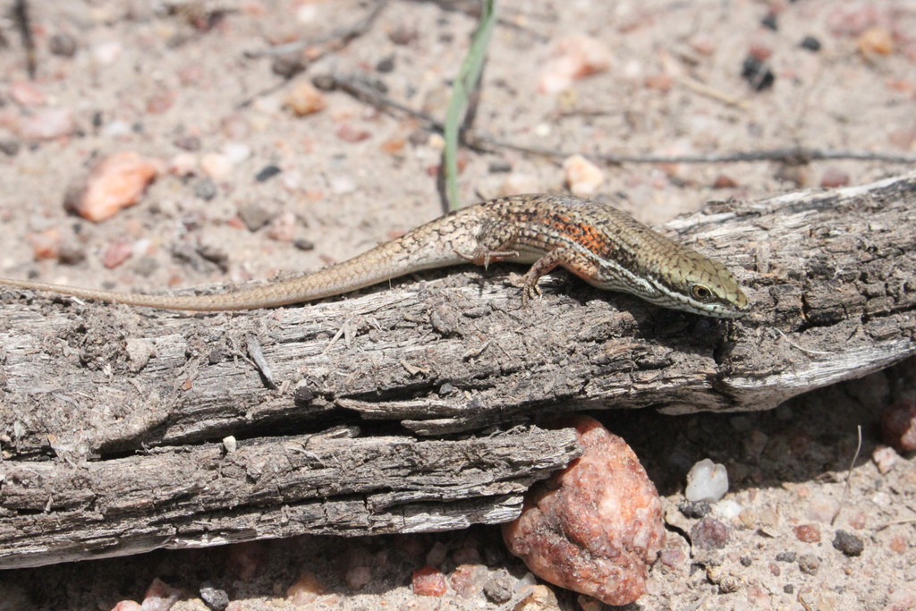 Shaded-Litter Rainbow-Skink