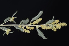 Atriplex canescens canescens