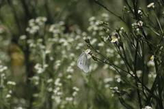 Pieris rapae rapae