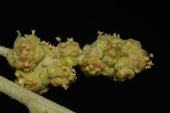 Atriplex canescens canescens