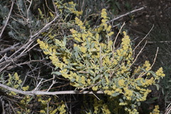 Atriplex canescens canescens