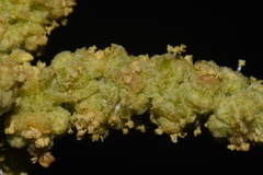 Atriplex canescens canescens