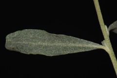 Atriplex canescens canescens