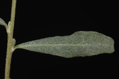 Atriplex canescens canescens
