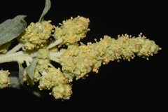 Atriplex canescens canescens