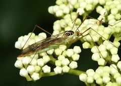 Nephrotoma virescens