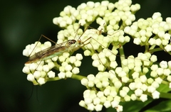 Nephrotoma virescens