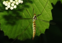 Nephrotoma virescens