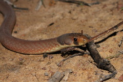 Pygopus schraderi
