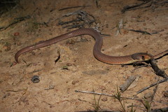 Pygopus schraderi