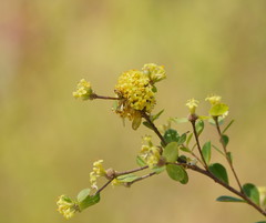 Pimelea flava flava