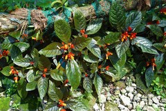 Chrysothemis pulchella