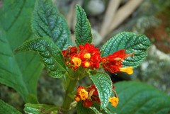 Chrysothemis pulchella