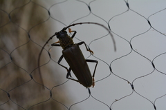 Juiaparus batus