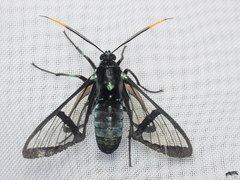 Nyridela acroxantha