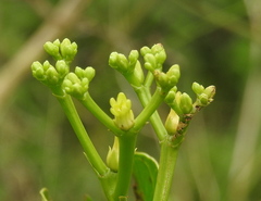 Jatropha maheshwarii