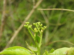 Jatropha maheshwarii