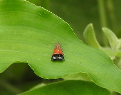 Tricyanaula aurantiaca
