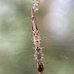 Cyclosa bacilliformis