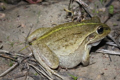 Ranoidea alboguttata