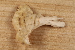 Steccherinaceae