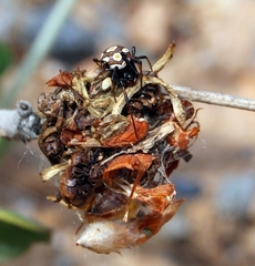 Latrodectus tredecimguttatus