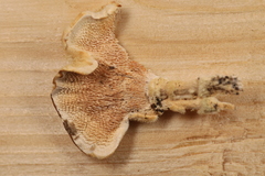 Steccherinaceae