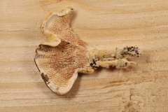 Steccherinaceae