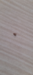 Pediculus